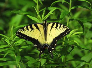 Eastern Tiger Swallowtail - male